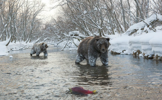 Медведи в реке лес
