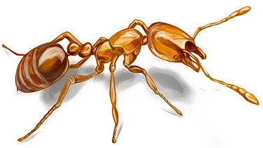 муравей рисунок