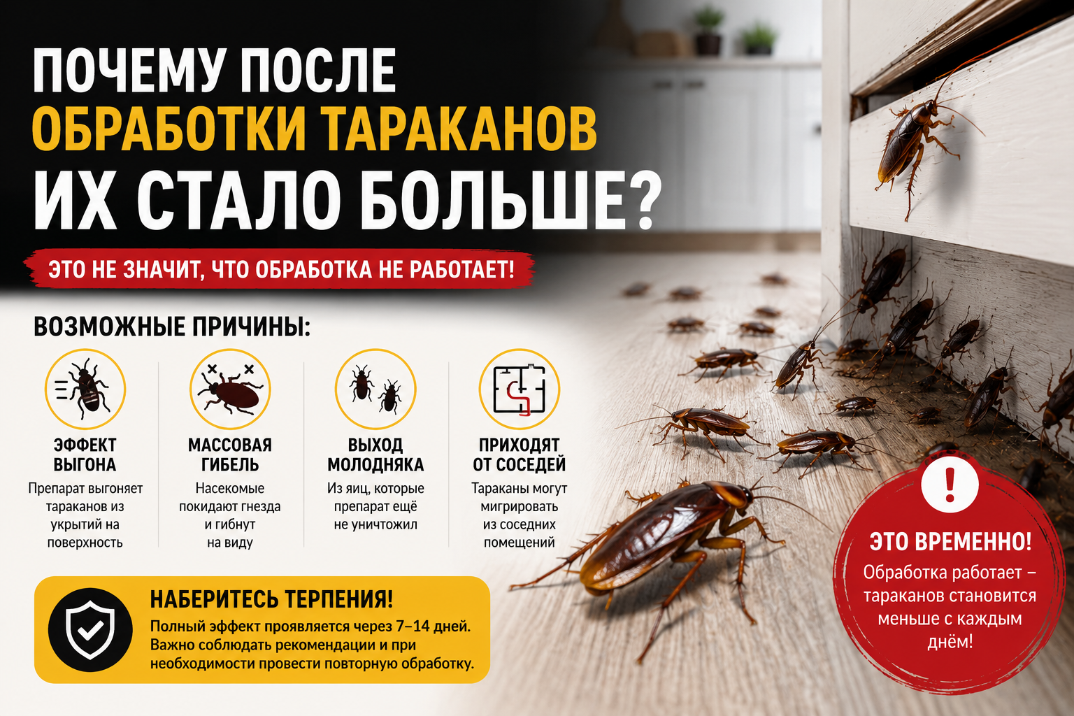 Почему после обработки тараканов их стало больше